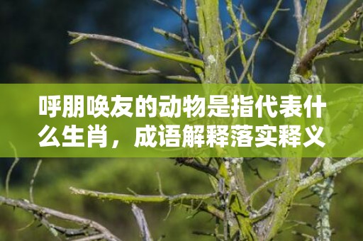 呼朋唤友的动物是指代表什么生肖，成语解释落实释义插图