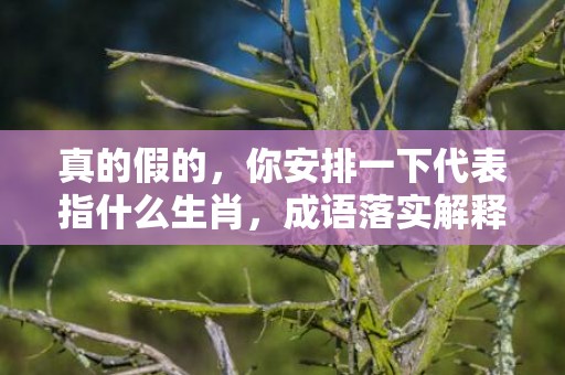 真的假的，你安排一下代表指什么生肖，成语落实解释释义插图