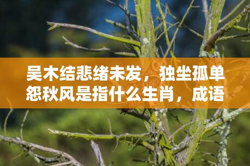 吴木结悲绪未发，独坐孤单怨秋风是指什么生肖，成语落实解释释义插图