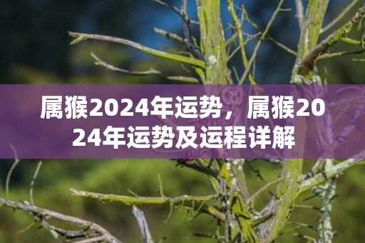 属猴2024年运势，属猴2024年运势及运程详解