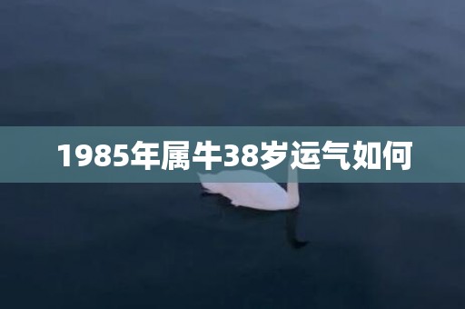 1985年属牛38岁运气如何