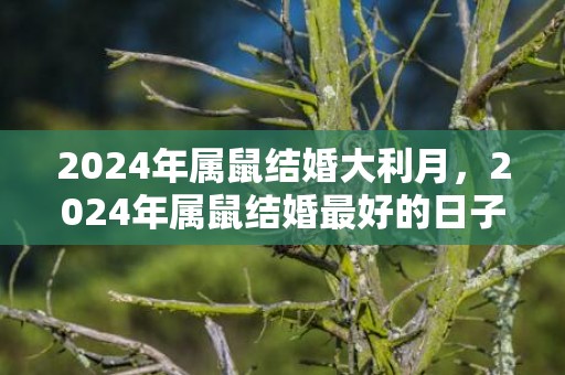 2024年属鼠结婚大利月，2024年属鼠结婚最好的日子