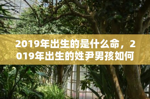 2019年出生的是什么命，2019年出生的姓尹男孩如何起名，宜用什么字