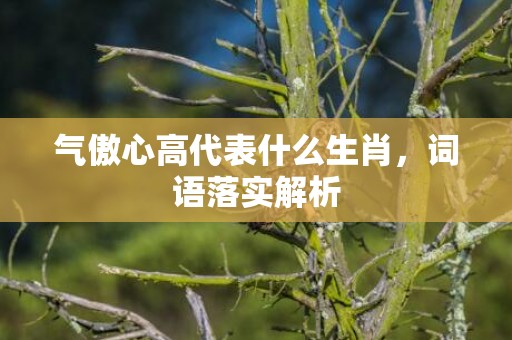 气傲心高代表什么生肖，词语落实解析