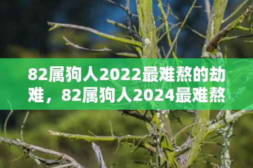 82属狗人2022最难熬的劫难，82属狗人2024最难熬的劫难