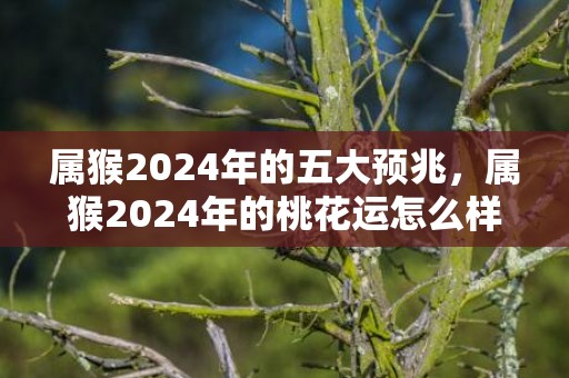 属猴2024年的五大预兆，属猴2024年的桃花运怎么样