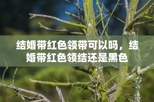 结婚带红色领带可以吗，结婚带红色领结还是黑色