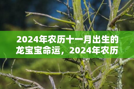 2024年农历十一月出生的龙宝宝命运，2024年农历十二月什么日子剖腹产吉利