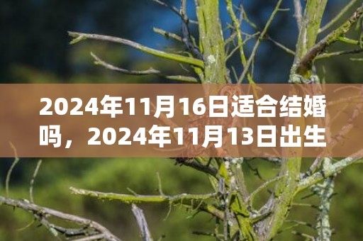 2024年11月16日适合结婚吗，2024年11月13日出生男宝宝乳名怎么取