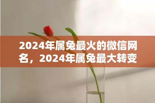 2024年属兔最火的微信网名，2024年属兔最大转变的一年吗