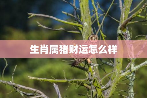 生肖属猪财运怎么样