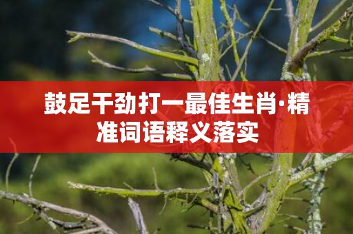 鼓足干劲打一最佳生肖·精准词语释义落实