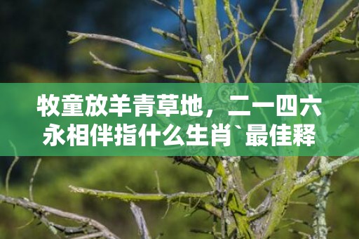 牧童放羊青草地，二一四六永相伴指什么生肖`最佳释义成语解释最佳答