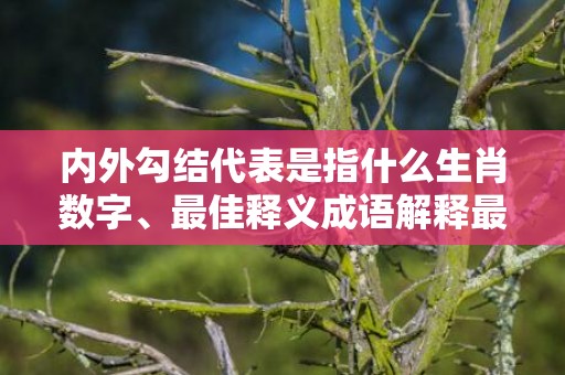 内外勾结代表是指什么生肖数字、最佳释义成语解释最佳答