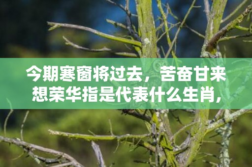 今期寒窗将过去，苦奋甘来想荣华指是代表什么生肖,标准成语落实释义插图