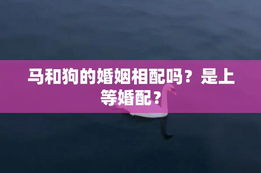 马和狗的婚姻相配吗？是上等婚配？插图