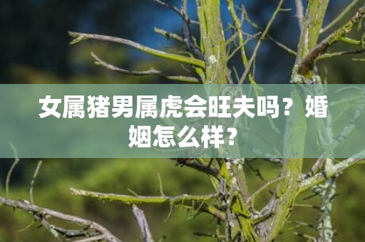 女属猪男属虎会旺夫吗？婚姻怎么样？插图