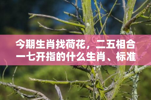 今期生肖找荷花，二五相合一七开指的什么生肖、标准成语落实释义