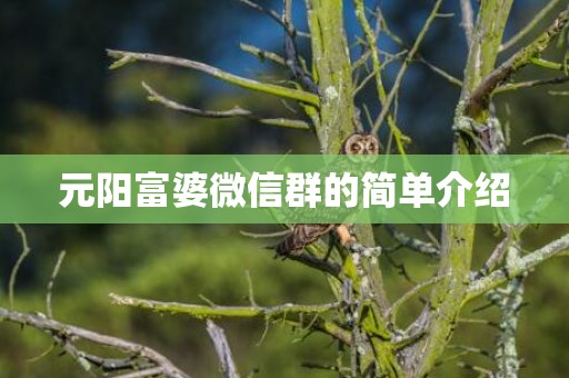 元阳富婆微信群的简单介绍