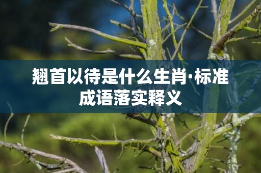 翘首以待是什么生肖·标准成语落实释义