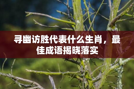 寻幽访胜代表什么生肖，最佳成语揭晓落实