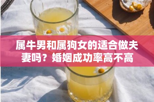 属牛男和属狗女的适合做夫妻吗？婚姻成功率高不高