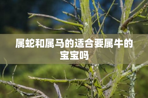 属蛇和属马的适合要属牛的宝宝吗