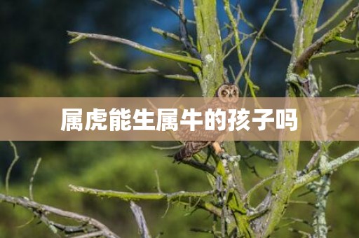 属虎能生属牛的孩子吗