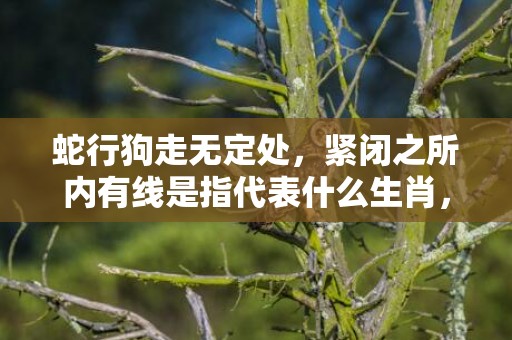 蛇行狗走无定处，紧闭之所内有线是指代表什么生肖，成语释义解释落实插图