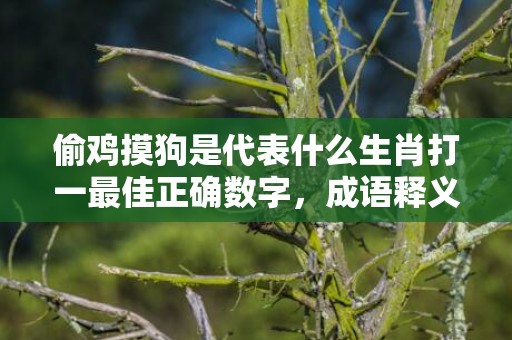 偷鸡摸狗是代表什么生肖打一最佳正确数字，成语释义解释落实