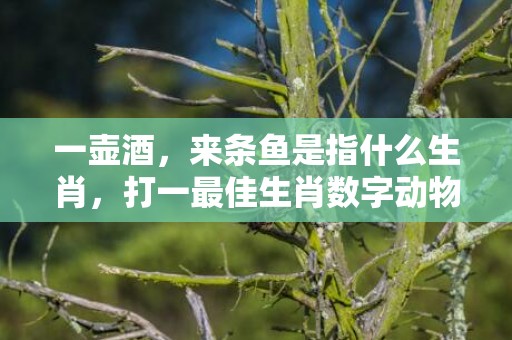 一壶酒，来条鱼是指什么生肖，打一最佳生肖数字动物，成语释义解释落实