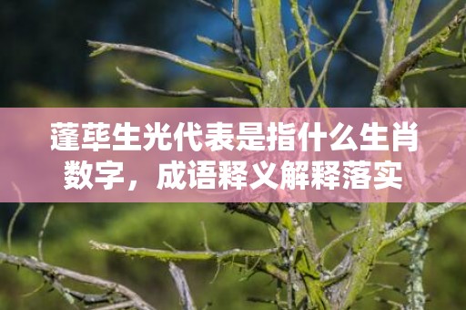 蓬荜生光代表是指什么生肖数字，成语释义解释落实