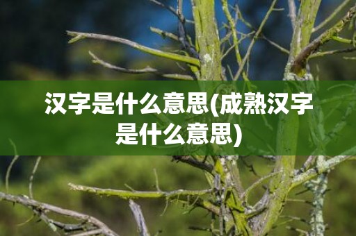 汉字是什么意思(成熟汉字是什么意思)