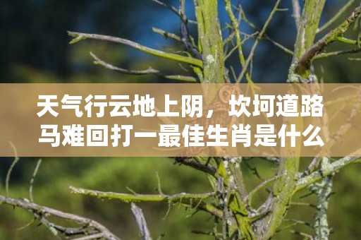 天气行云地上阴，坎坷道路马难回打一最佳生肖是什么动物 最佳成语最佳释义解释答