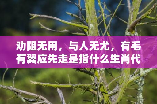 劝阻无用，与人无尤，有毛有翼应先走是指什么生肖代表什么数字动物，成语释义解释落实