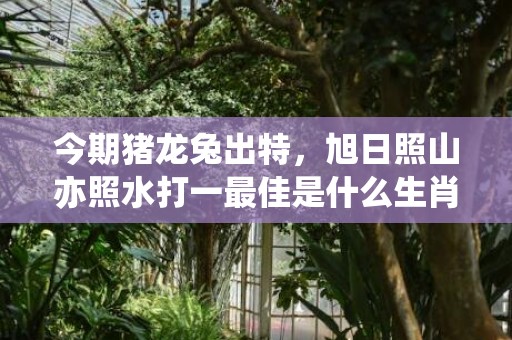 今期猪龙兔出特，旭日照山亦照水打一最佳是什么生肖,释义成语解释落实