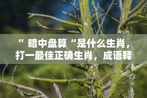 ”暗中盘算“是什么生肖，打一最佳正确生肖，成语释义解释落实