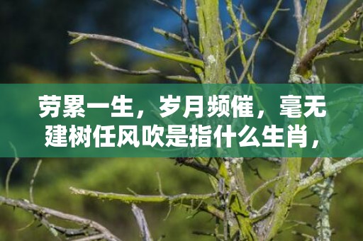 劳累一生，岁月频催，毫无建树任风吹是指什么生肖，最佳成语最佳释义