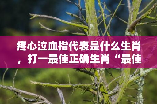 疼心泣血指代表是什么生肖，打一最佳正确生肖“最佳成语最佳释义解释答”