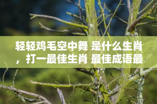 轻轻鸡毛空中舞 是什么生肖，打一最佳生肖 最佳成语最佳释义解释答