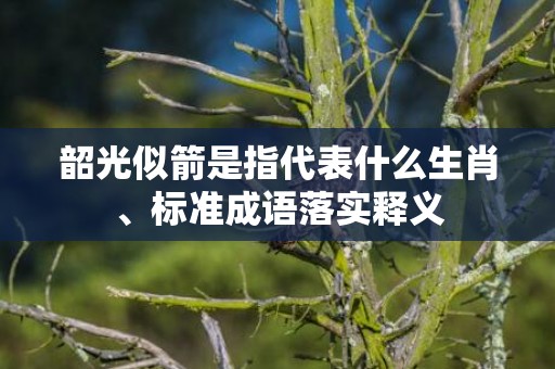 韶光似箭是指代表什么生肖、标准成语落实释义