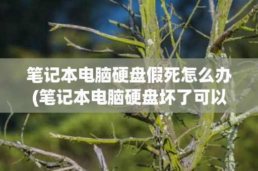 笔记本电脑硬盘假死怎么办(笔记本电脑硬盘坏了可以修复吗)