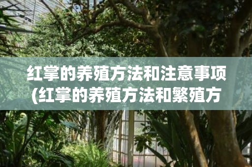 红掌的养殖方法和注意事项(红掌的养殖方法和繁殖方法)