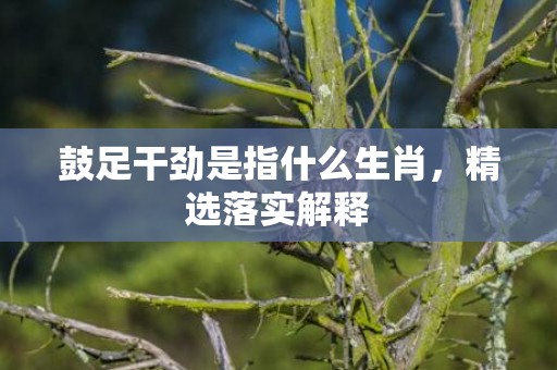 鼓足干劲是指什么生肖，精选落实解释