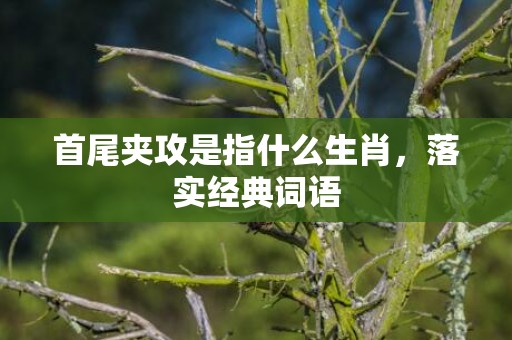 首尾夹攻是指什么生肖，落实经典词语