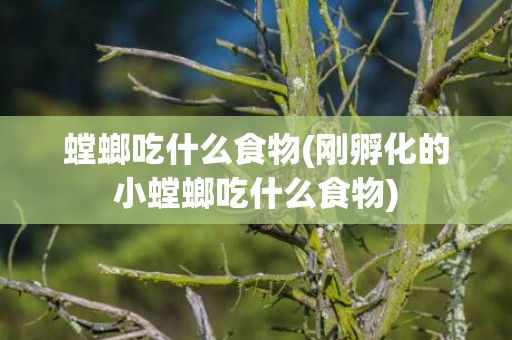 螳螂吃什么食物(刚孵化的小螳螂吃什么食物)