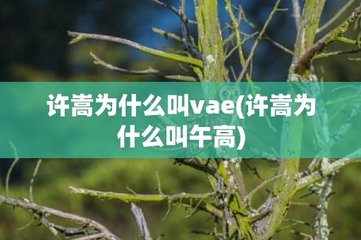 许嵩为什么叫vae(许嵩为什么叫午高)