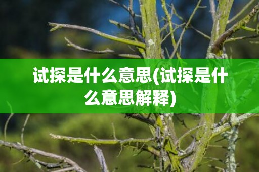 试探是什么意思(试探是什么意思解释)