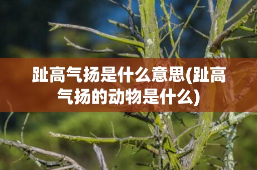 趾高气扬是什么意思(趾高气扬的动物是什么)