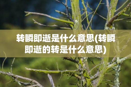 转瞬即逝是什么意思(转瞬即逝的转是什么意思)